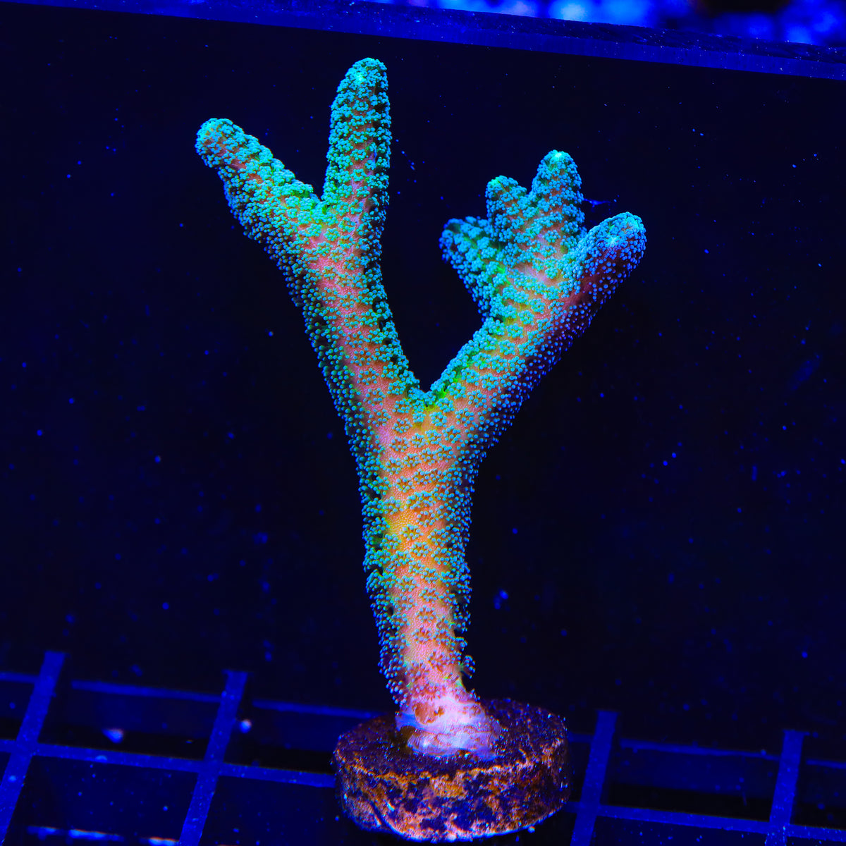 JF Enchanted Forest Birdsnest XL Frag Coral