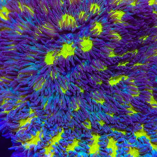 TSA Lemon Frost Hydnophora Coral