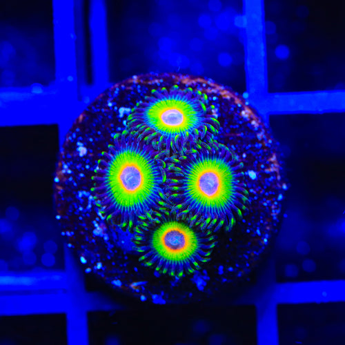 Island Time Zoanthids Coral