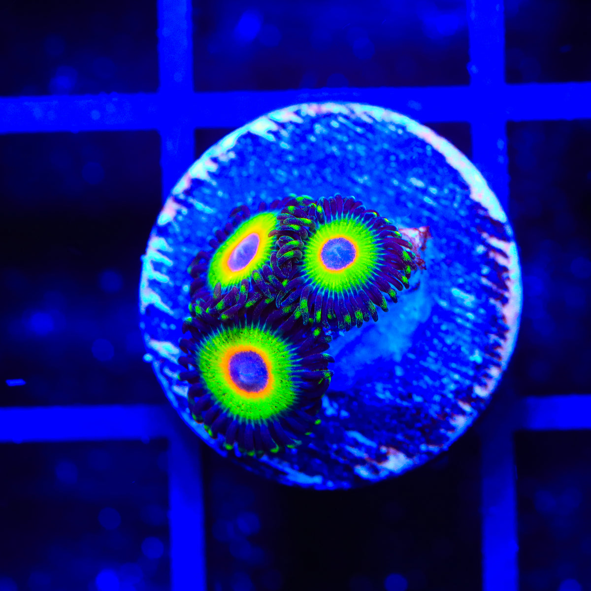Island Time Zoanthids Coral
