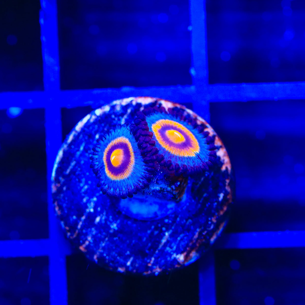 Wolverine Zoanthids Coral
