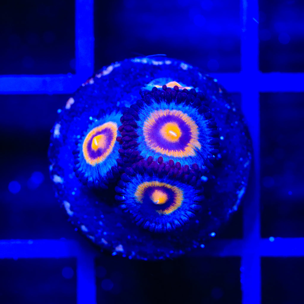 Wolverine Zoanthids Coral