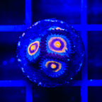 Wolverine Zoanthids Coral