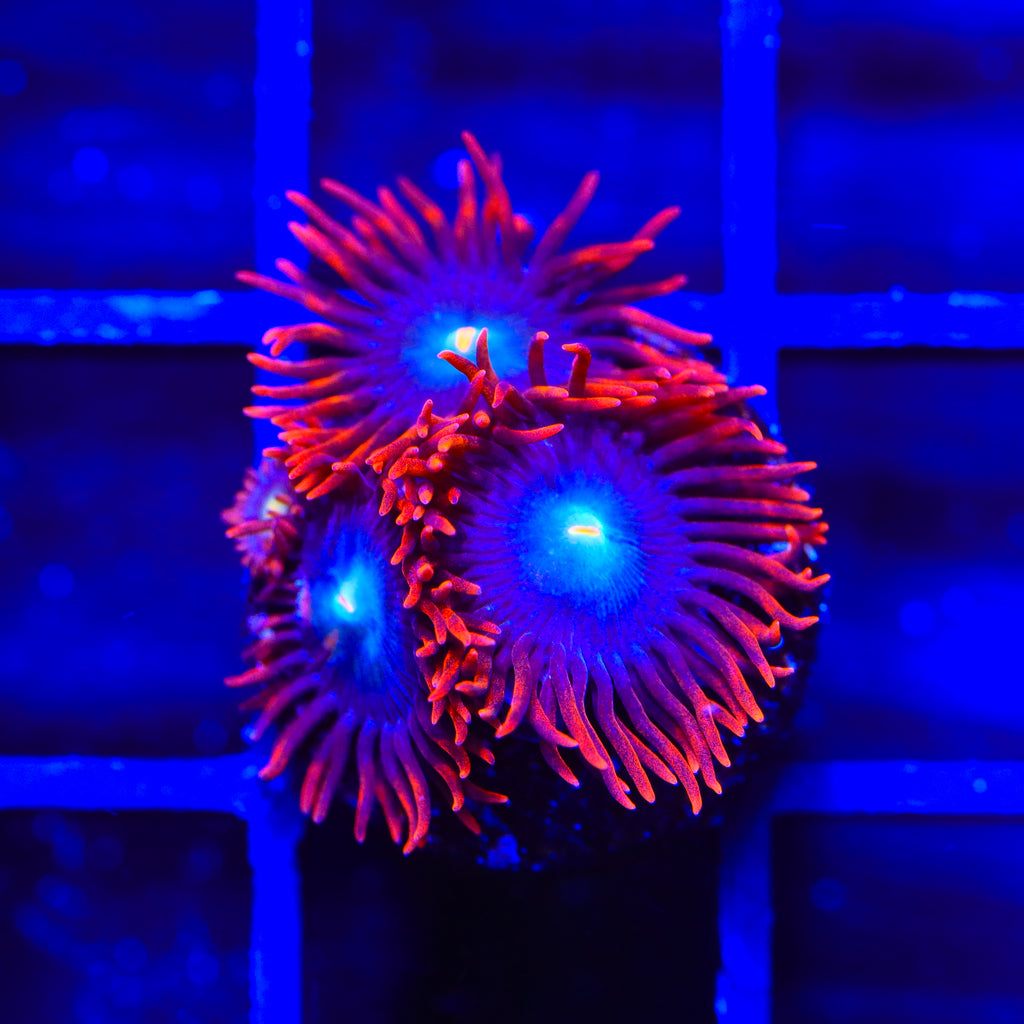 Punk Rocker Zoanthids Coral