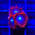 Punk Rocker Zoanthids Coral