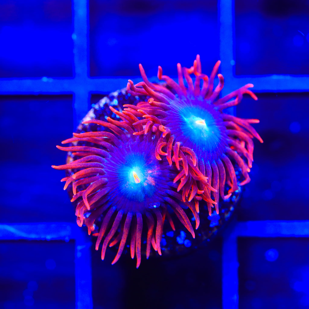 Punk Rocker Zoanthids Coral