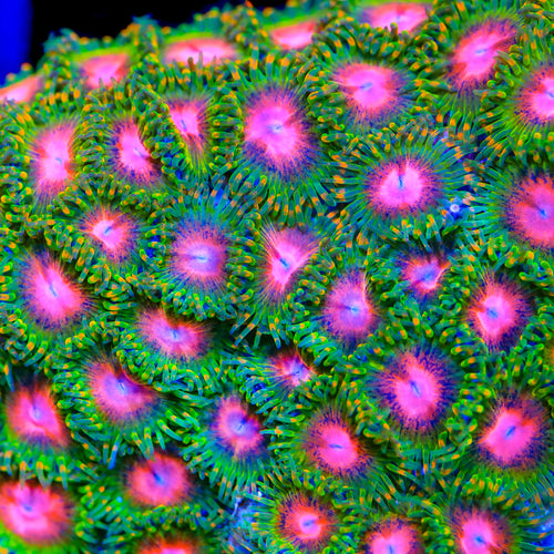 Awesome Blossom Zoanthids Coral