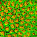 John Deere Leptastrea Coral