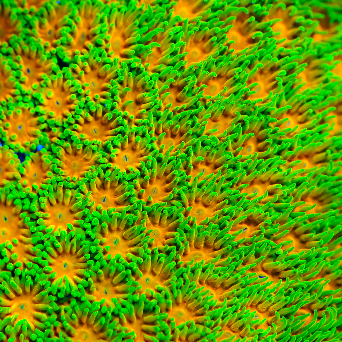 John Deere Leptastrea Coral