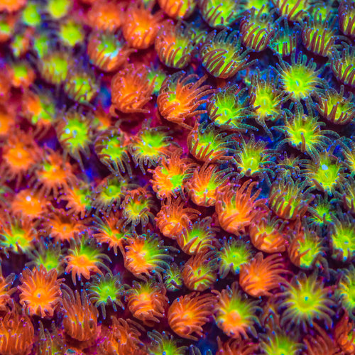 TSA Rainbow Ranger Grafted Cyphastrea Coral