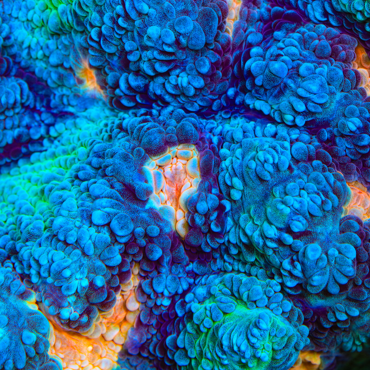 TSA Peek A Boo Chalice Coral