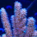 TSA Ice Blast Gorgonian mother colony with pale blue-white feathery polyps