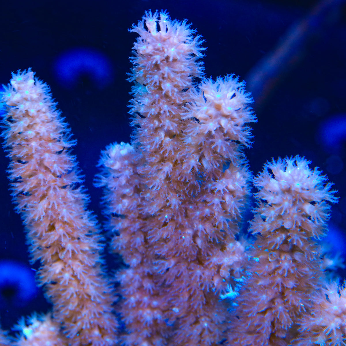 TSA Ice Blast Gorgonian mother colony with pale blue-white feathery polyps