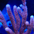 Wonder Bloom Gorgonian Coral