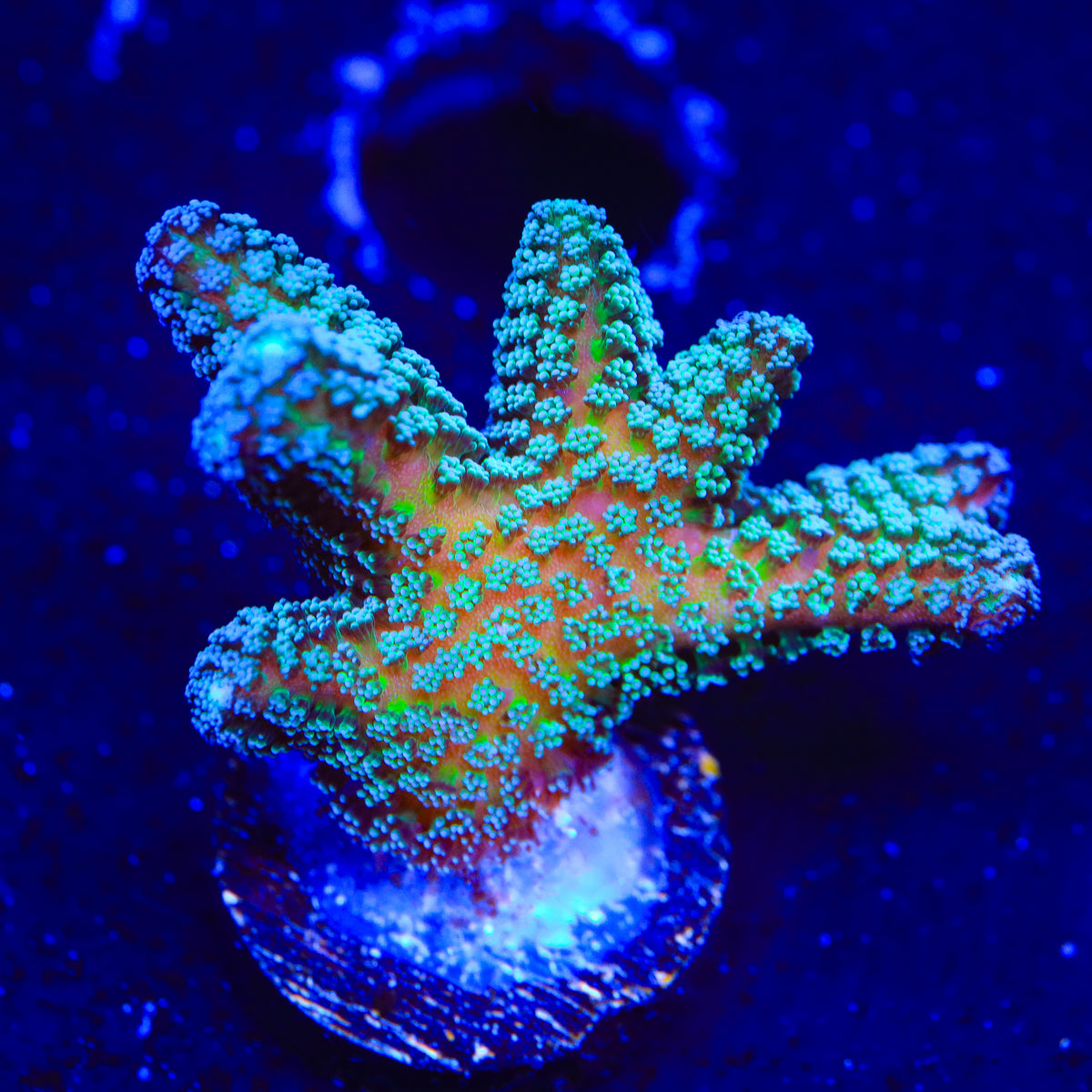 JF Enchanted Forest Birdsnest Coral