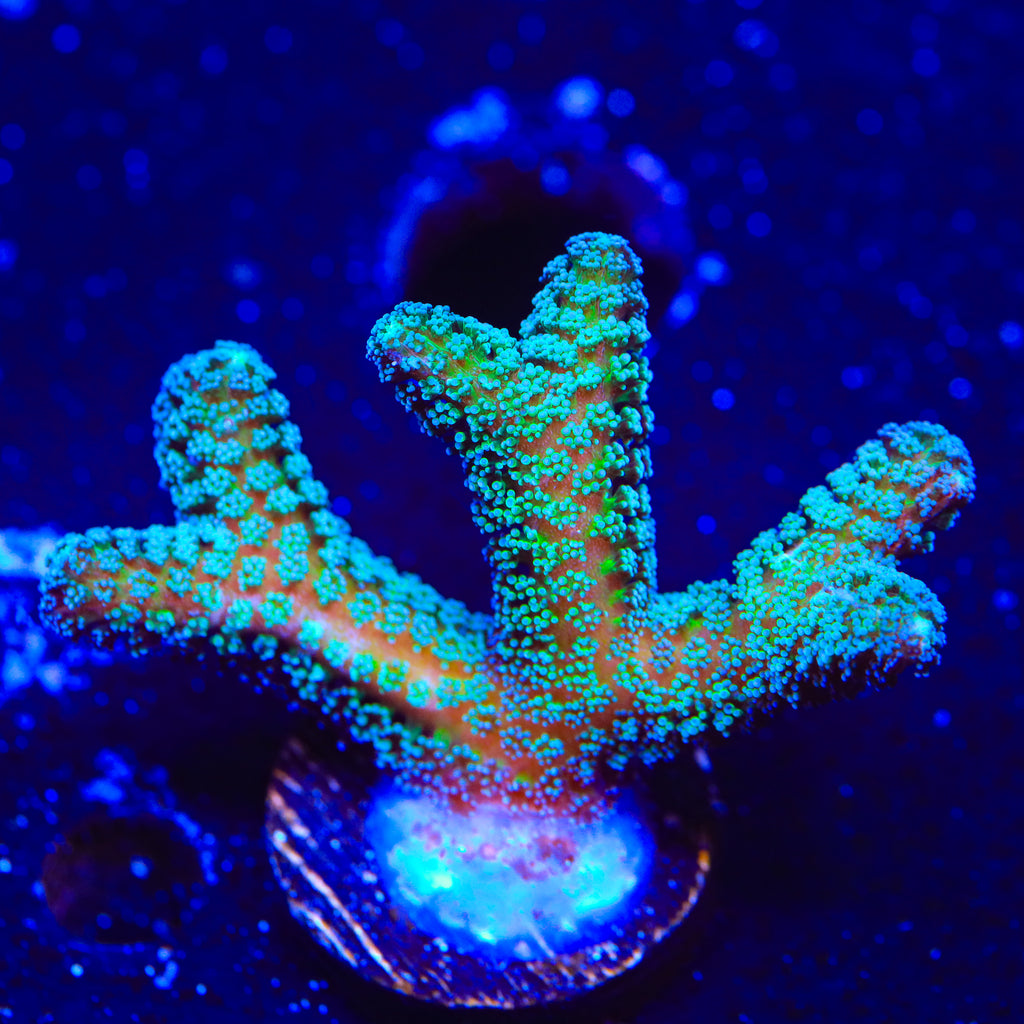 JF Enchanted Forest Birdsnest Coral