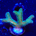 JF Enchanted Forest Birdsnest Coral