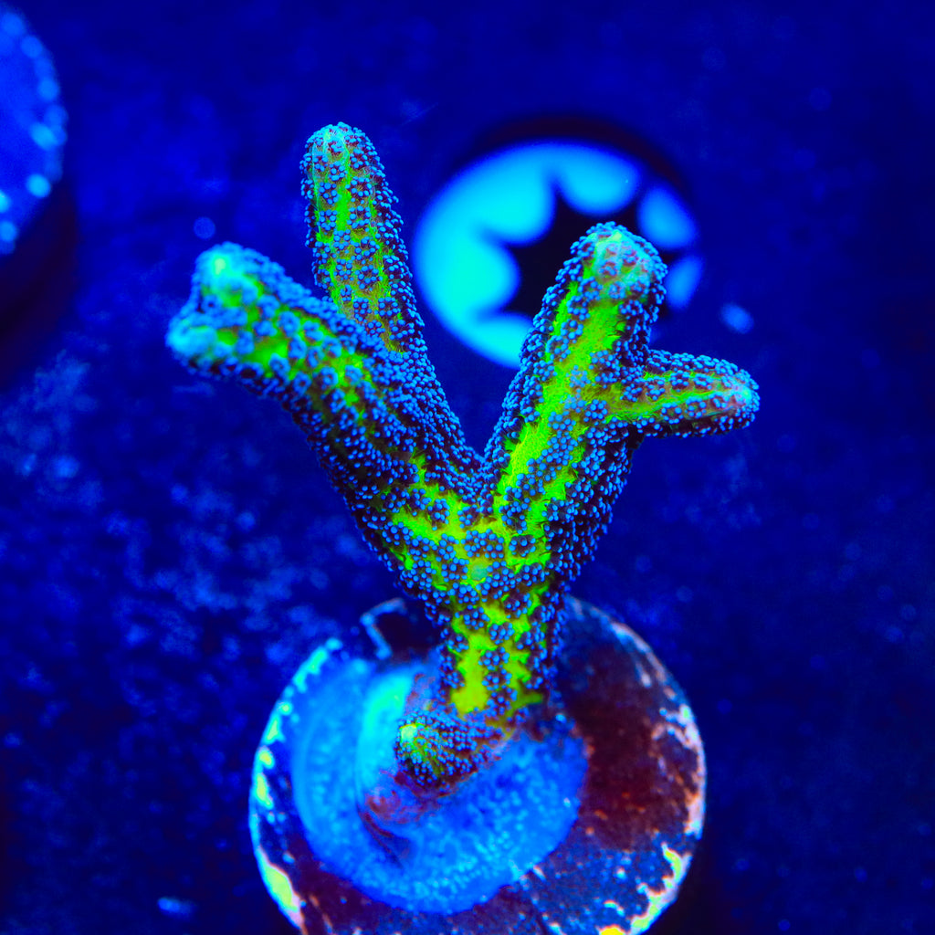 TSA Nightmare Birdsnest Coral