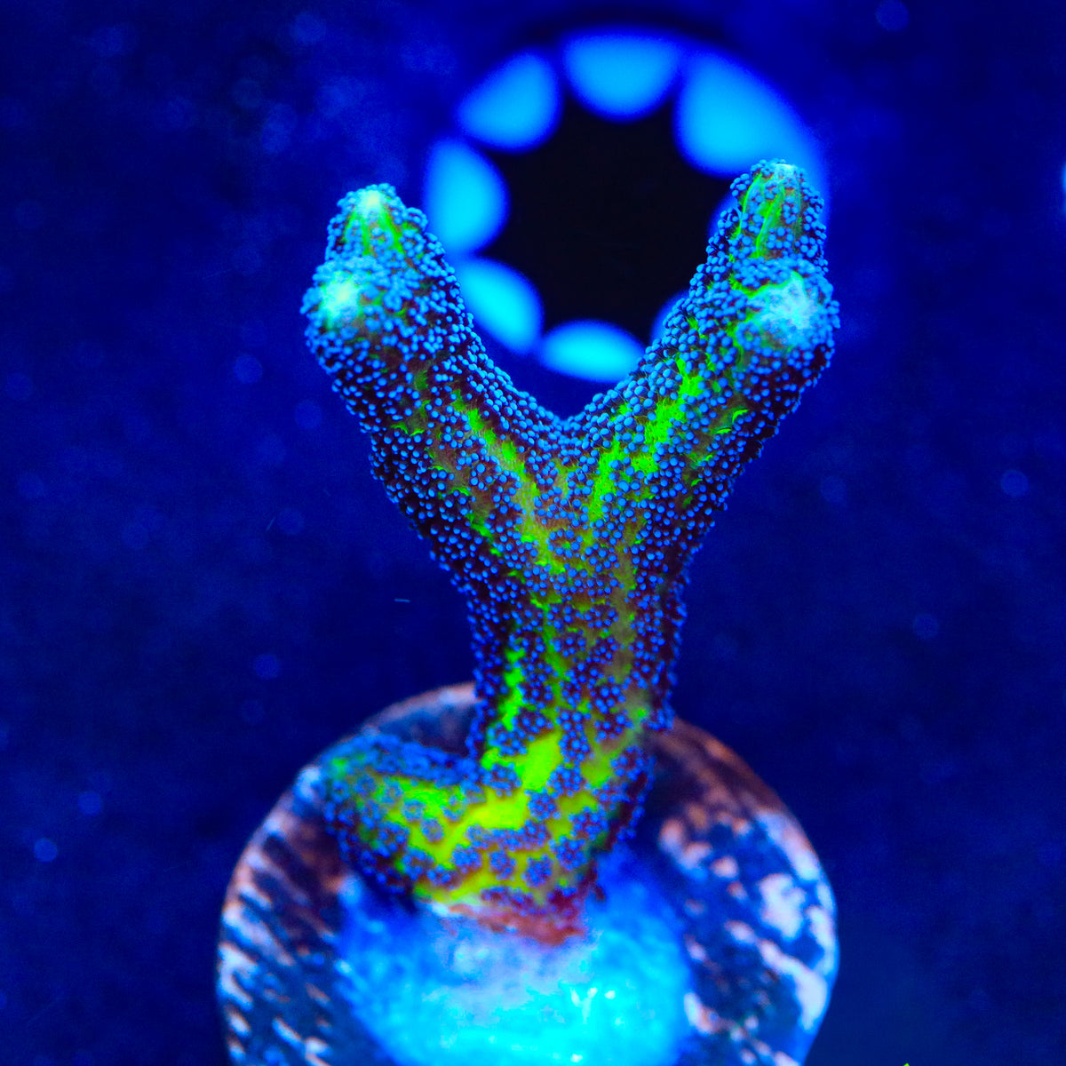 TSA Nightmare Birdsnest Coral