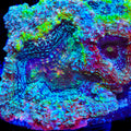 TSA Captain Candy Bowerbankii Coral