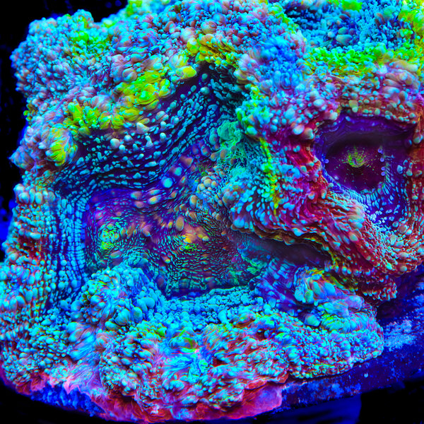 TSA Captain Candy Bowerbankii Coral