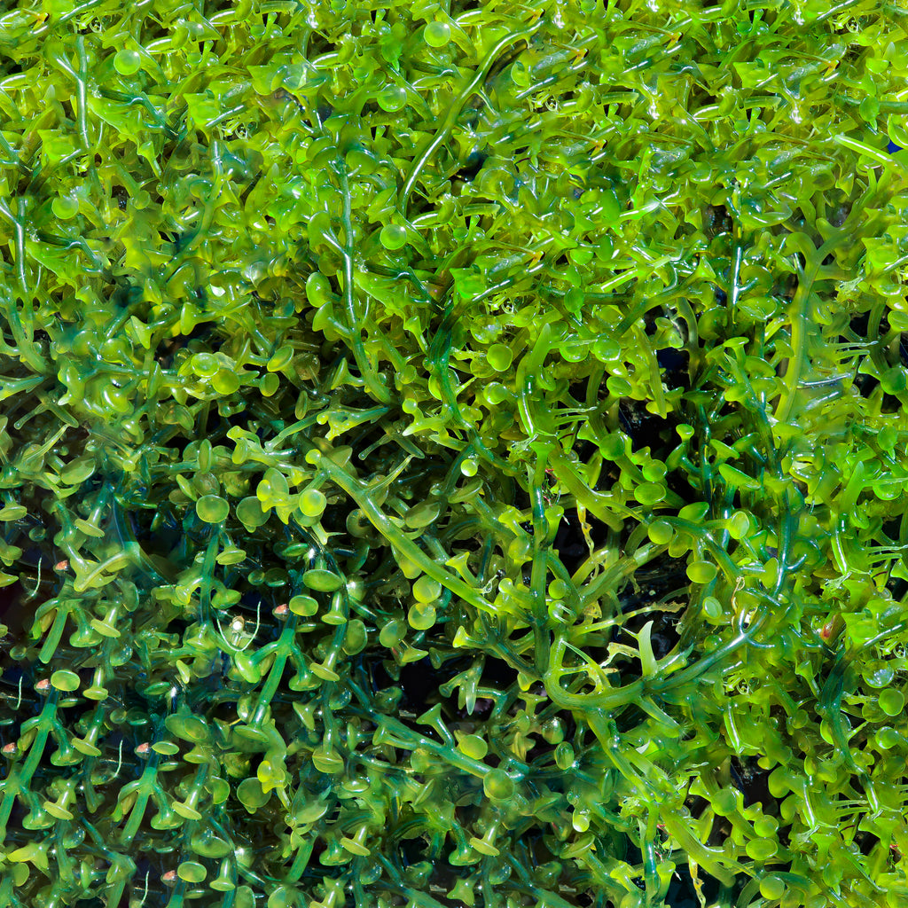 Caulerpa Racemosa Macroalgae - Reef Genetics