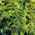 Live Caulerpa prolifera macroalgae with long bright green blades and creeping runners