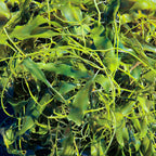 Live Caulerpa prolifera macroalgae with long bright green blades and creeping runners