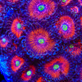 TSA Deadringer Zoanthids Coral