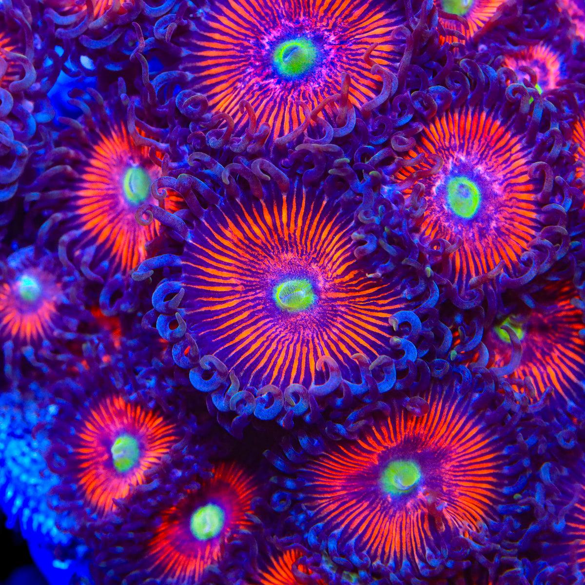 TSA Deadringer Zoanthids Coral