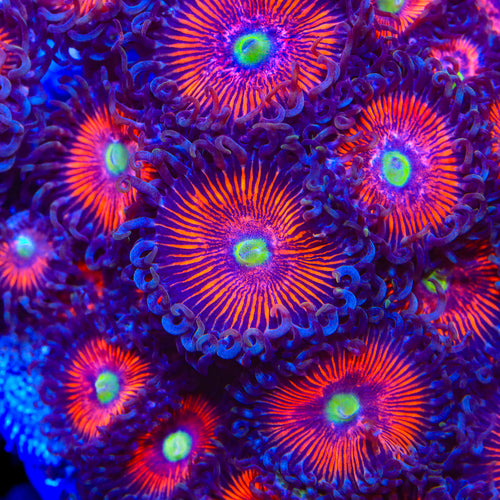 TSA Deadringer Zoanthids Coral