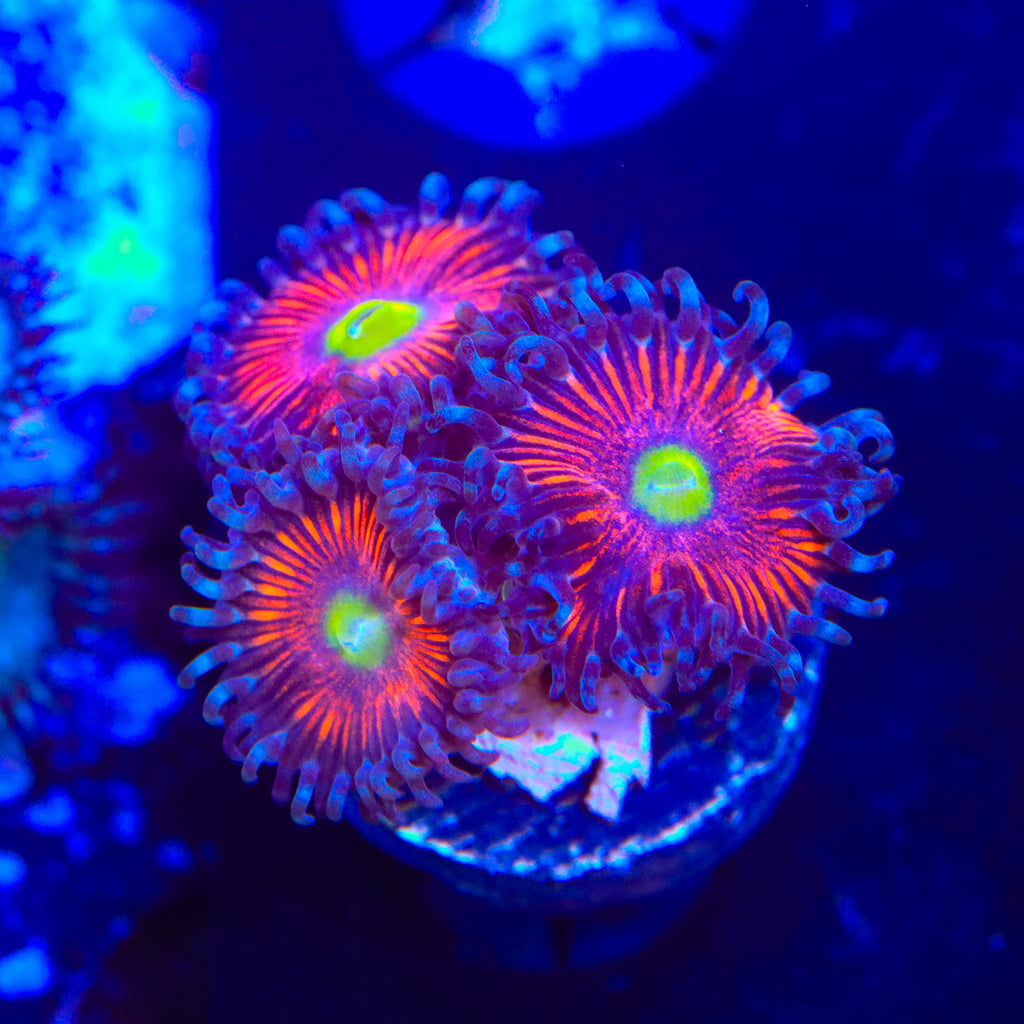TSA Deadringer Zoanthids Coral