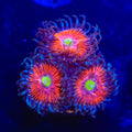 TSA Deadringer Zoanthids Coral