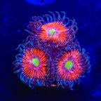 TSA Deadringer Zoanthids Coral