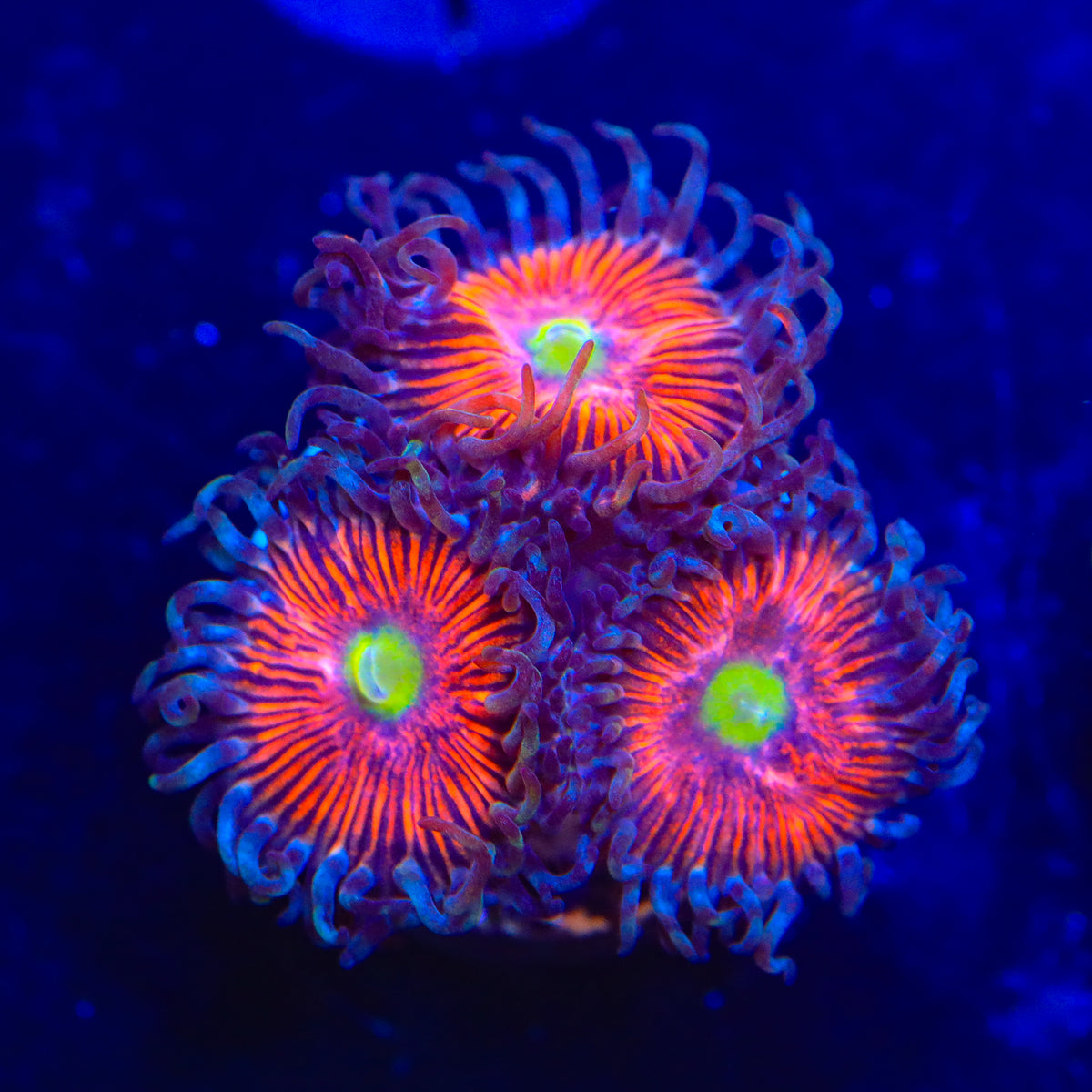 TSA Deadringer Zoanthids Coral