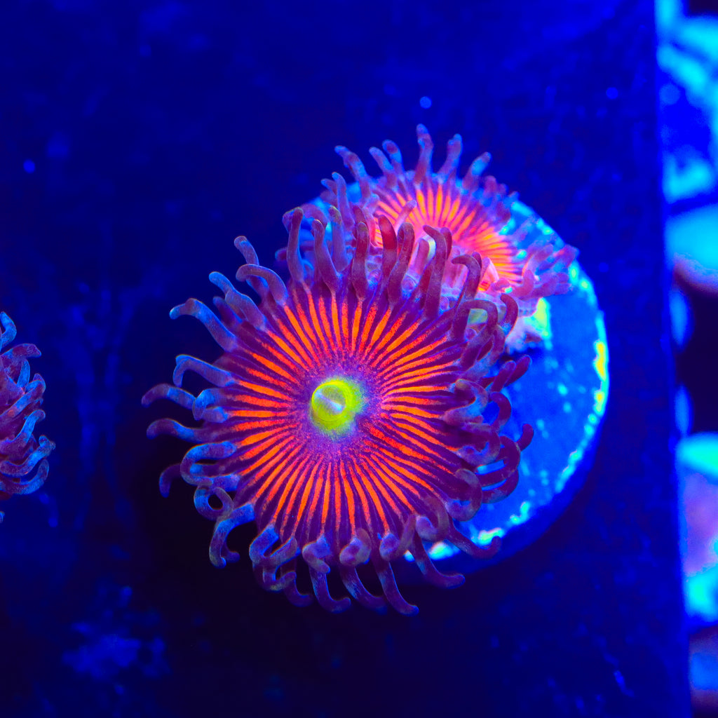 TSA Deadringer Zoanthids Coral