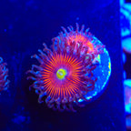 TSA Deadringer Zoanthids Coral