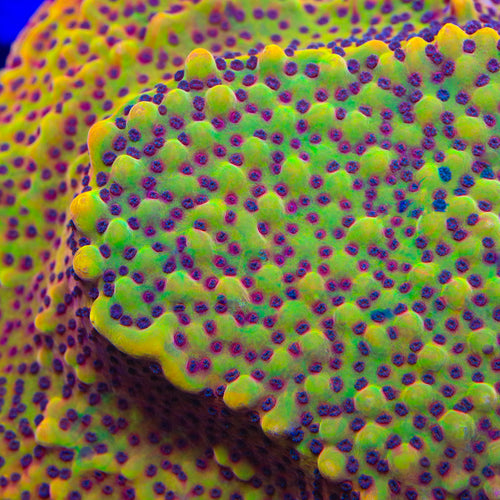 TSA Duke Nukem Montipora Coral