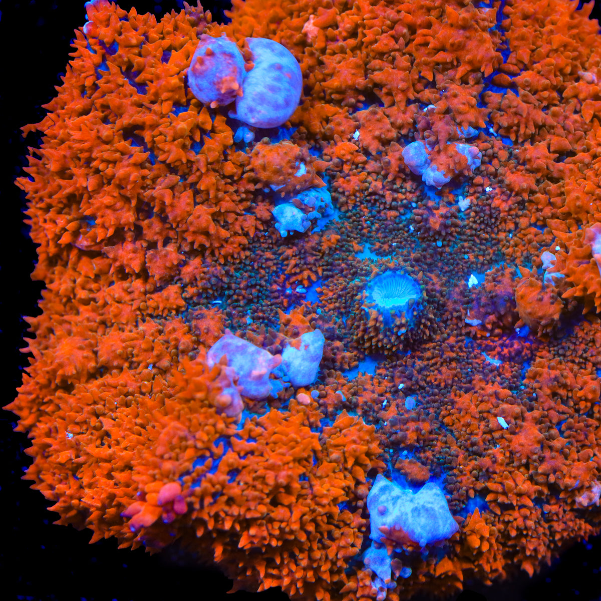 Mars Attacks Bounce Mushroom Coral