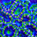 TSA Neon Ninja Acan Coral