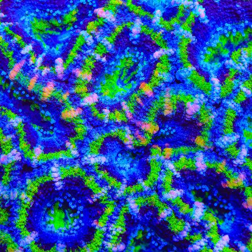 TSA Neon Ninja Acan Coral