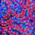 TSA Scarlet Spark Acan Coral