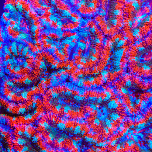 TSA Scarlet Spark Acan Coral