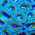 TSA Honey Pot Acan Coral