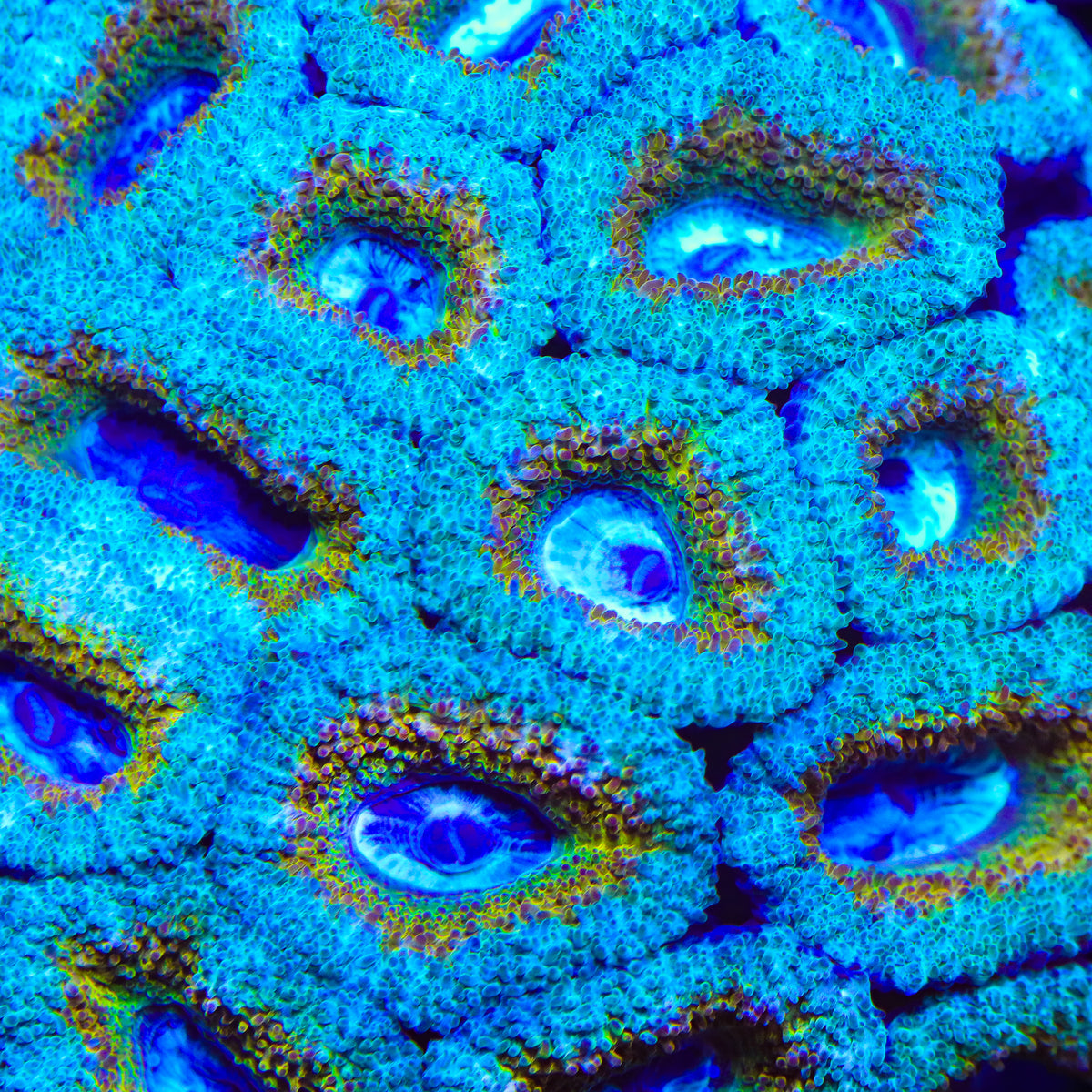 TSA Honey Pot Acan Coral