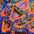 TSA Solar Sparrow Acan Coral