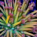TSA Mango Marvel Goniopora Coral