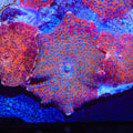 Superman Discosoma Mushroom Coral