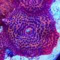 Leopard Discosoma Mushroom Coral