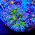 Neon Tide Yuma Mushroom Coral